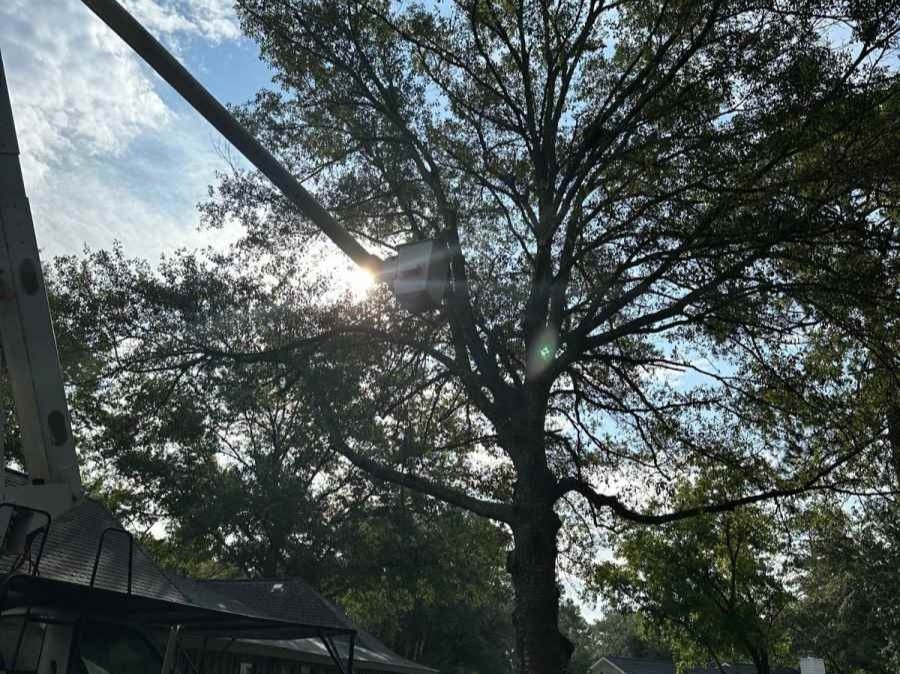 El Costeño Tree Service LLC